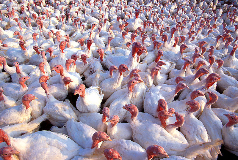 Really: Could Lakes Hold All the Chickens in the World?