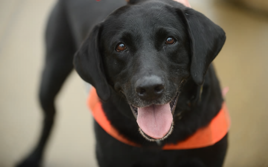 Change in Mood: TSA Recruits Floppy-Eared Detection Dogs