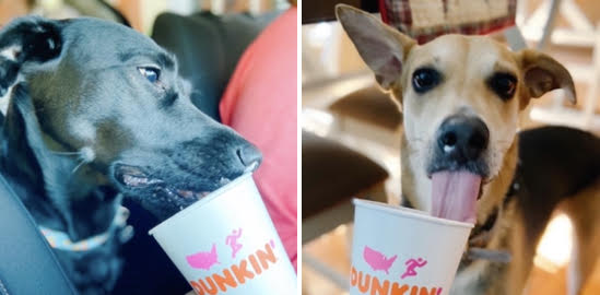 Puppy latte dunkin store donuts