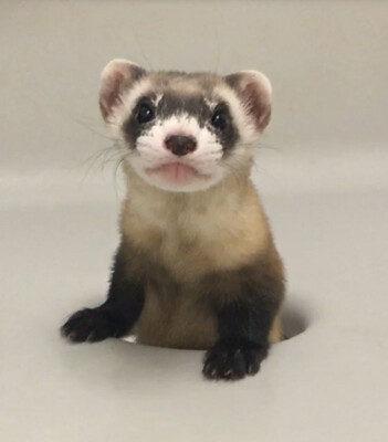 Elizabeth Ann The Black-Footed Ferret