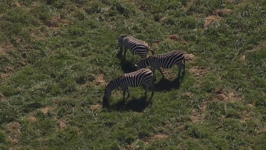 Zebras in Maryland