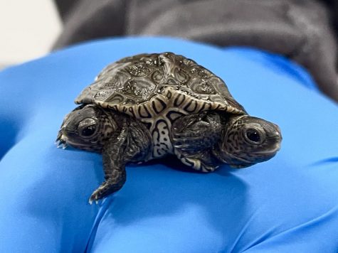 In photo: Mary Kate and Ashley, a rare-two headed turtle. 
