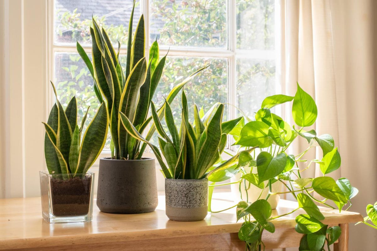 Mental Health Benefits of House Plants